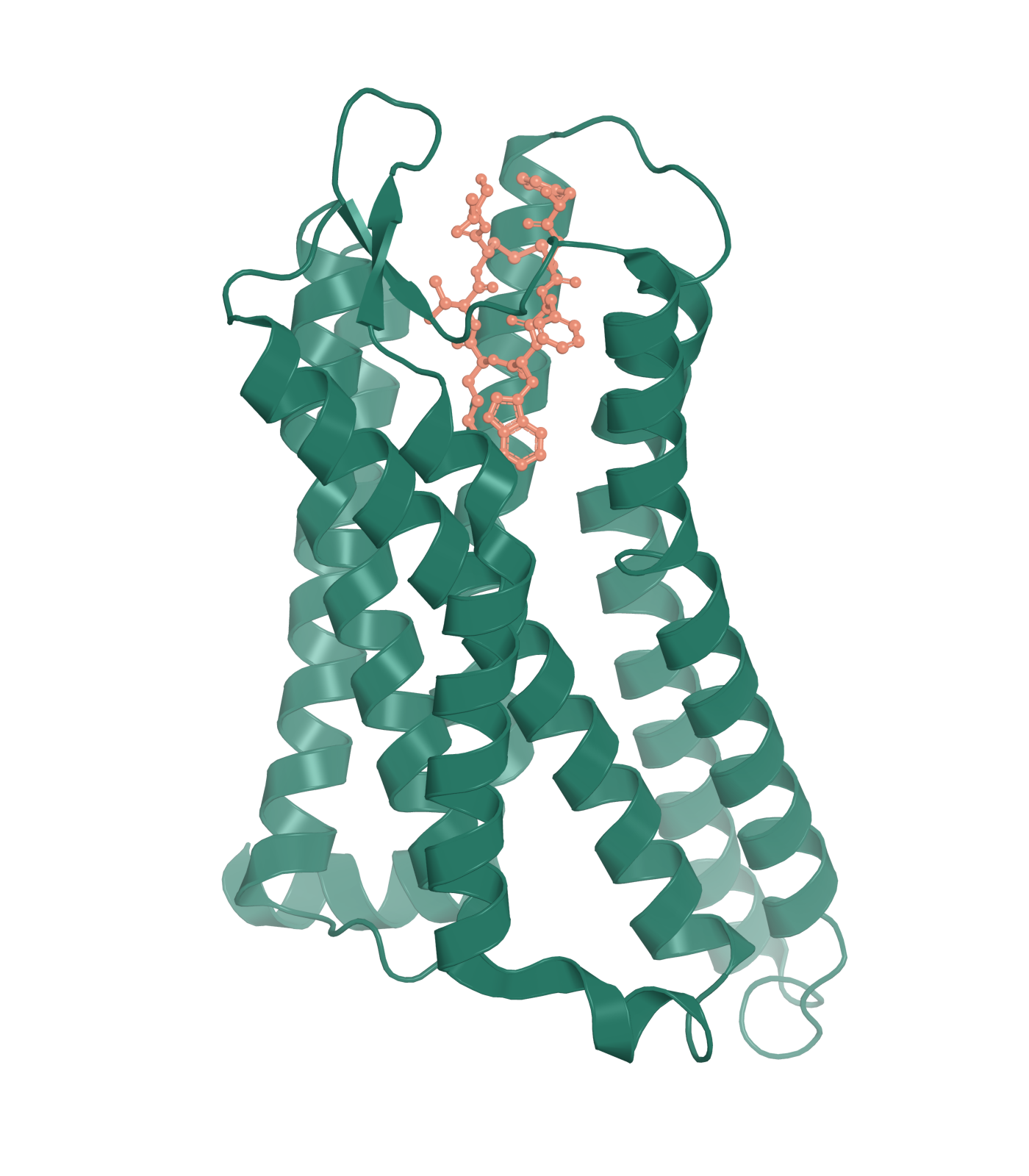 Experimental structure: coral octreotide bound within the extracellular pocket of the emerald SSTR2 receptor construct